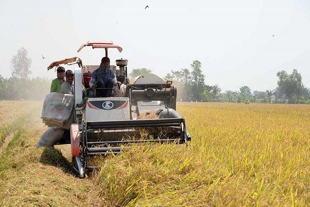 Tăng xuất khẩu gạo, sản xuất lúa thu đông tăng tốc