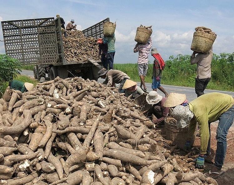 Hiệp hội Sắn Việt Nam kiến nghị Phú Yên không mở rộng thêm Nhà máy sản xuất Tinh bột sắn
