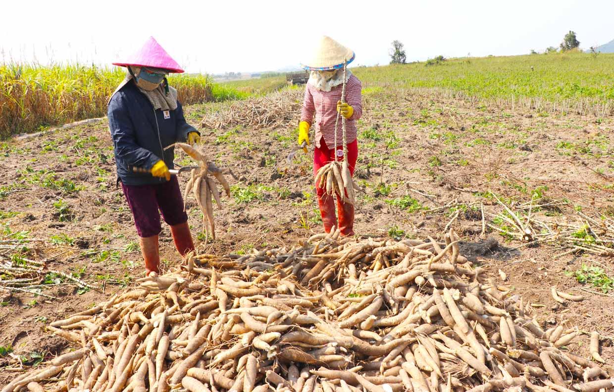 Trung Quốc đột nhiên tăng mua một loại nông sản của Việt Nam để trộn vào thức ăn chăn nuôi, là thứ gì?